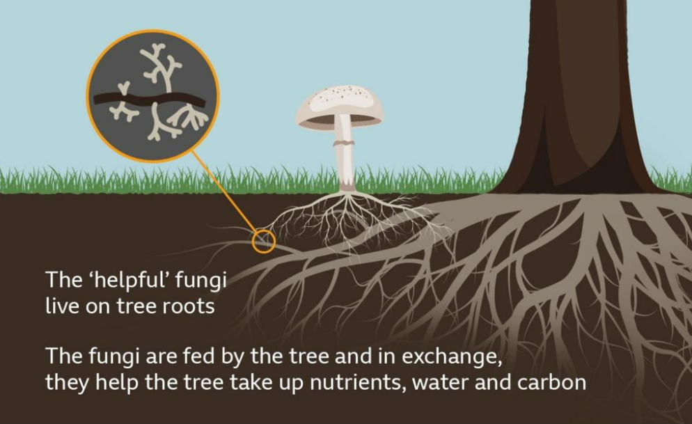 Unlocking the Potential of Fungi: Boosting Tree Growth and Carbon Capture
